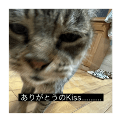 実家と野良猫の字幕スタンプ