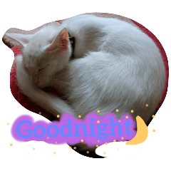 baby cat_20251108132234