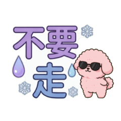 Cute Bichon Frise156