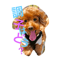 トイプーの男の子と女の子❤︎