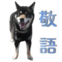 黒柴むさしの日常 -敬語編-