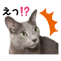 リアルにゃんず 日常編