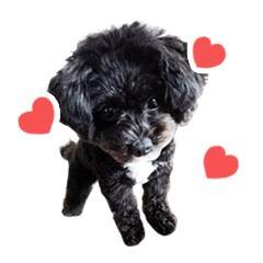 プードルのメイちゃん♪