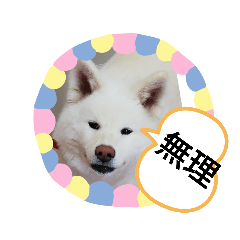 かわいい秋田犬スタンプ