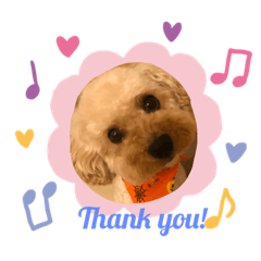 トイプーミックス犬 きなこの日常