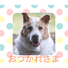 ハスキーミックス犬オグ