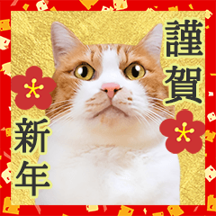 年末年始に使える！猫たちからの挨拶♪