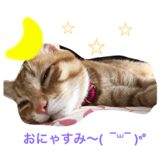 キャーべとミールの日常