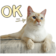 実写版 猫のまるちゃん おまけでノラ猫