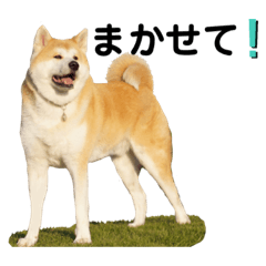 秋田犬はっつん第２弾