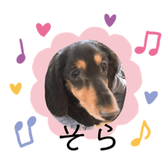 そらちゃんダックス2