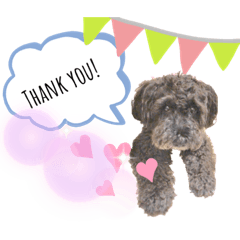 ミニチュアシュナウザー　アンコ様