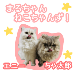 まるちゃん　ねこちゃんず！