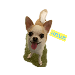 日常スタン部！愛犬きくの日常スタンプ1