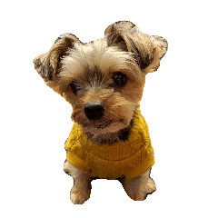 元気で可愛い陽気なヨーキー