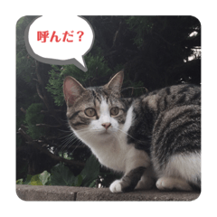中島家の猫　とらまめ
