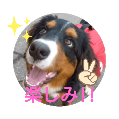 保護犬猫スタンプpart2