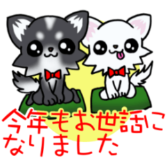 ホワイト＆ブラックちわわのお正月っ！