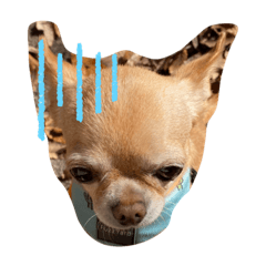 無チワワ日常会話編