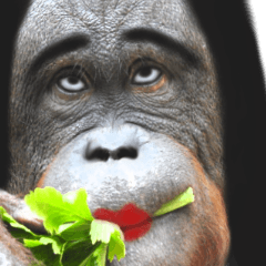 カオスな動物達3