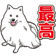 わんこ日和 日本スピッツ