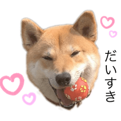 柴犬とゴールデン日常スタンプ