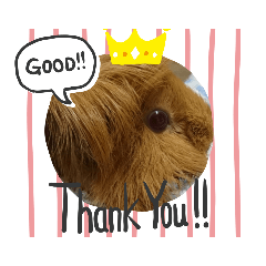 ビッグモルモット