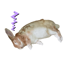 baby rabbits and cute parrots