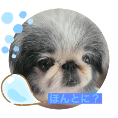 いやしのペキニーズ❤️