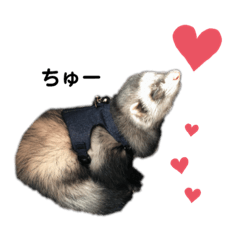 フェレットシンバスタンプ