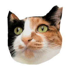 りおとねこねこ