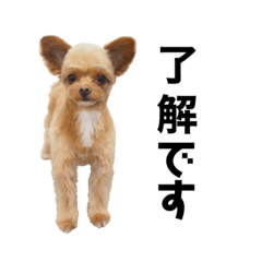 チワプーのちびすけ2