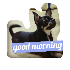 チワワブラックタン