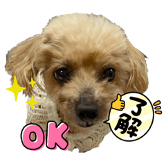 トイプードル　ルールちゃん
