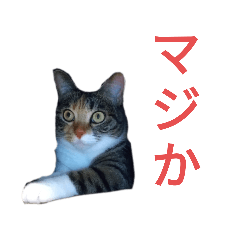 チョコとみーちゃん