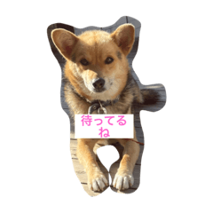 ぼくサスケだワン（人間みたいな犬）