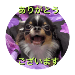 チワワのおうたん    Part4