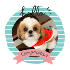 シーズーのリクです^_^