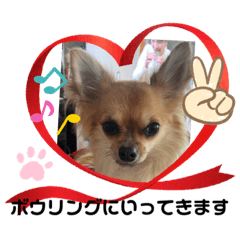 いとしのココちゃん9