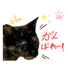 猫の何気ない日常　追加版