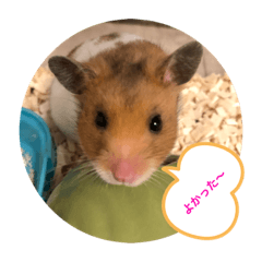 ゴールデンハムスターマロン_3