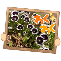 ばぁのはなばな