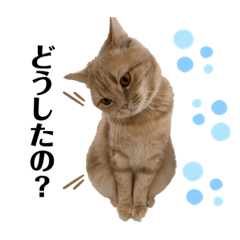 あこ,こあの日常スタンプ！