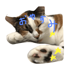 ウチのミコちゃん2