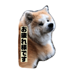 うちのペットさん達