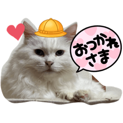 保護ネコ3匹ニャンズ2