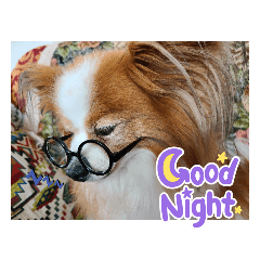 ぱぴぱぴパピヨン90