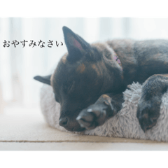 甲斐犬紅月のスタンプ