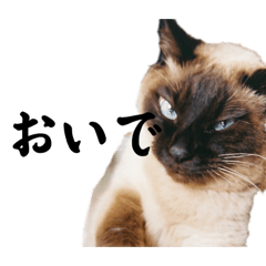 塩かっこいい猫くん