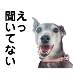 イタグレのビビ3